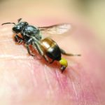 Giải mã hiện tượng: Bị ong đốt đánh con gì may mắn?