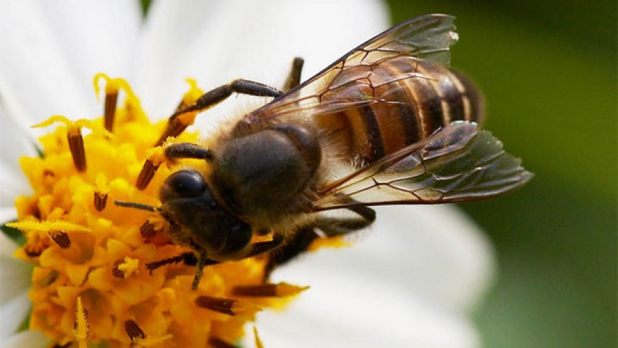 Ong ruồi chính là loài côn trùng lấy mật có kích thước rất nhỏ