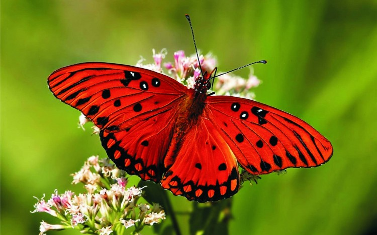 Loài bướm có ý nghĩa tâm linh được cho là mang linh hồn của người đã mất