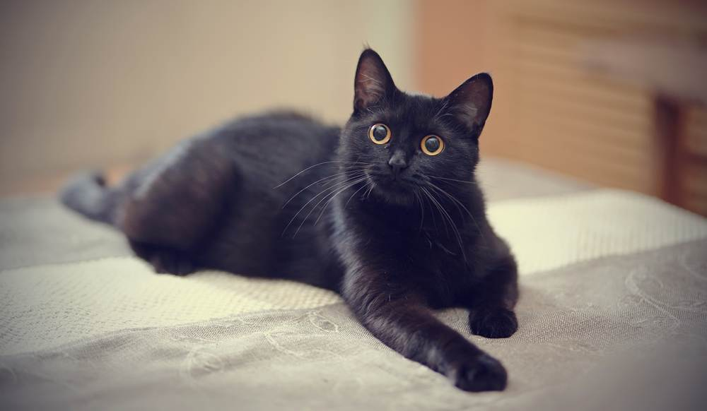 Mèo chết đánh con gì với hình ảnh mèo đen sẽ mang đến nhiều sự may mắn 