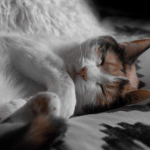 Ngủ mơ thấy hình ảnh mèo chết đánh con gì?